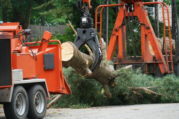 How Our Tree Care Process Works  in  Sayreville, NJ